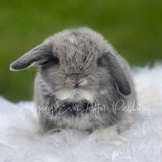 Cuddle-ready Holland Lop Bunny Seeking a Loving Family