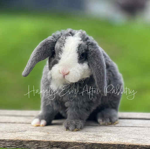 rabbits for sale near me