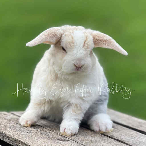 Adorable Mini Plush Lop Bunny Available for Adoption