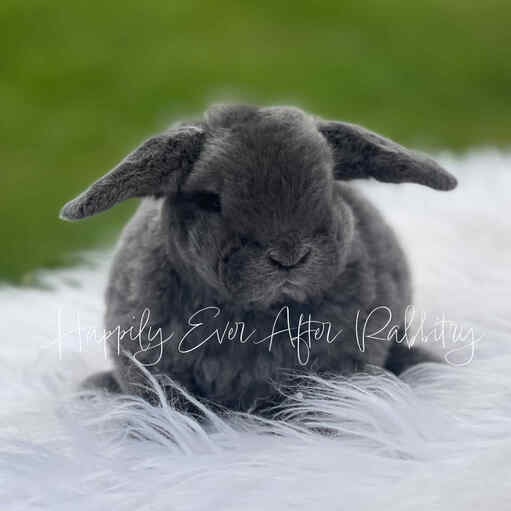 Local Mini Plush Lop Bunnies for Sale Near You