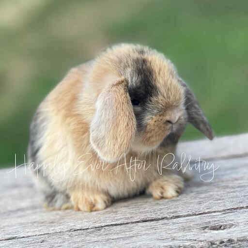 Discover Nearby Cuteness – Rabbits for Sale Near Me – Your New Companion Awaits!