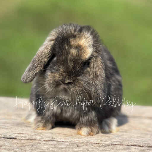 Mini Lops for sale in New York