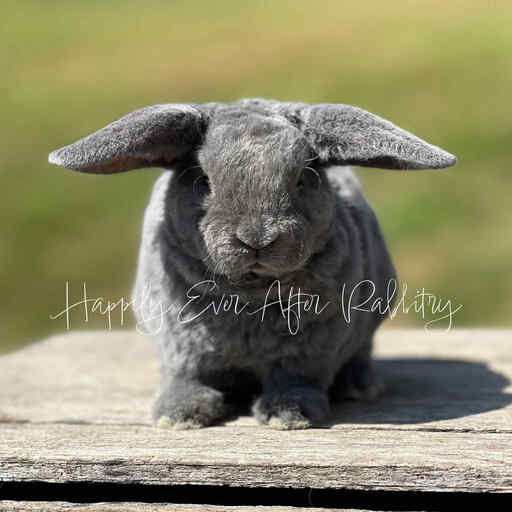 Your next furry friend awaits - Dive into our diverse rabbits for sale!