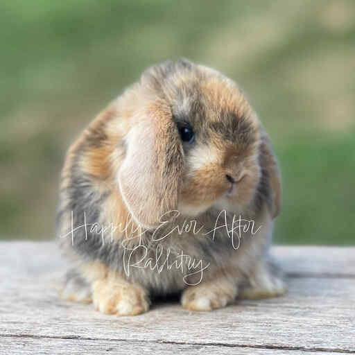 Local Mini Lop Bunnies for Sale Near You