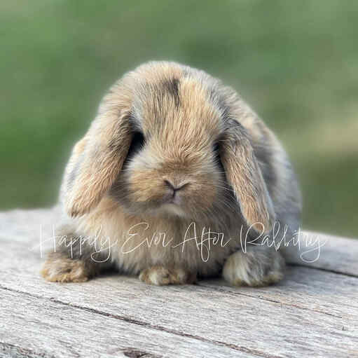 Mini Lops for sale in Ohio