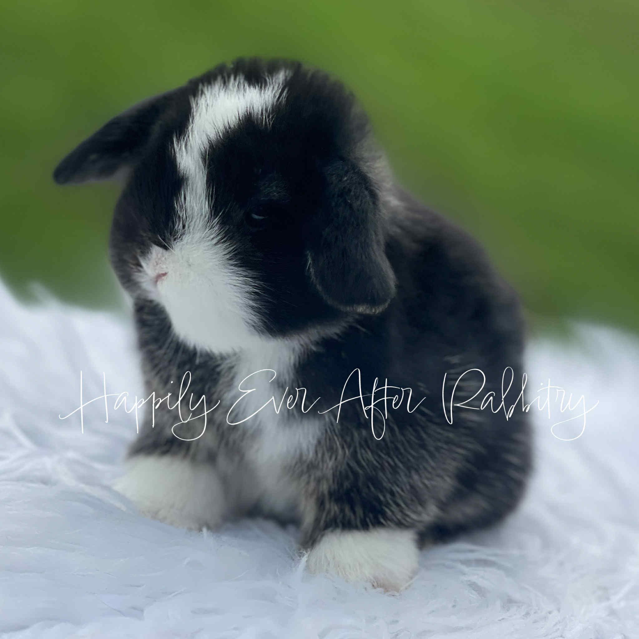 Sweet Holland Lop Bunny Looking for a Forever Home