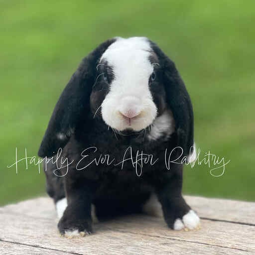 Mini Plush Lops For sale