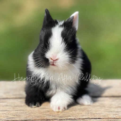 Snuggle up with joy - Bunny for sale, your delightful addition!