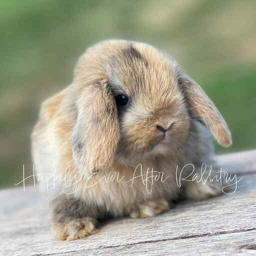 Mini Lops for sale in Ohio