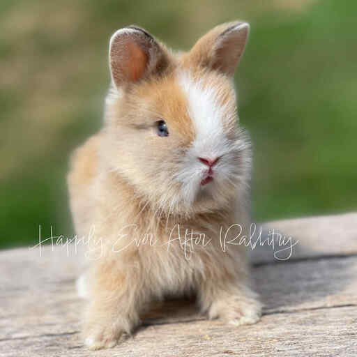 Discover Available Lionhead Bunnies For Sale in PA, NJ, and NYC