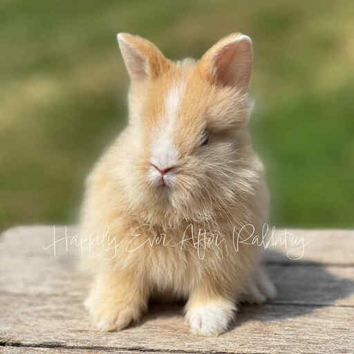 Discover Available Lionhead Bunnies For Sale in PA, NJ, and NYC
