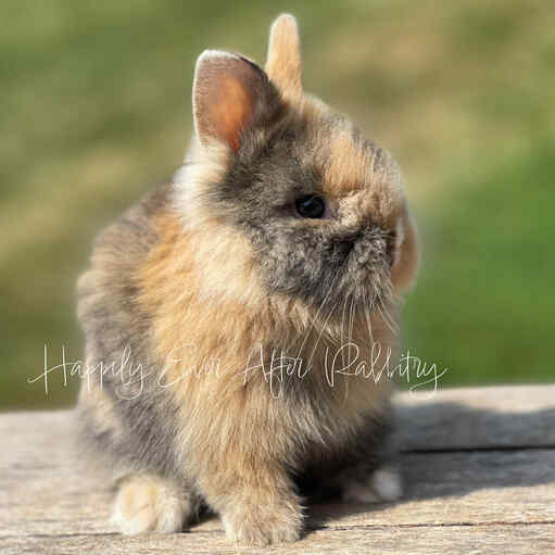 Embark on a journey of love - Bunny for sale, waiting for you!