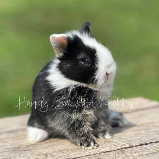 Cherubic bunny in need of a loving family