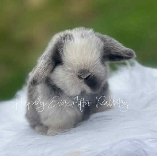 Hoppy homes wanted - Find your perfect rabbit companion in our for sale listings!