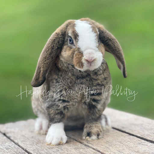 Plush Lop for sale
