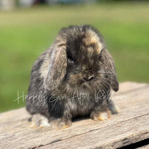 Mini Lops for sale in New York