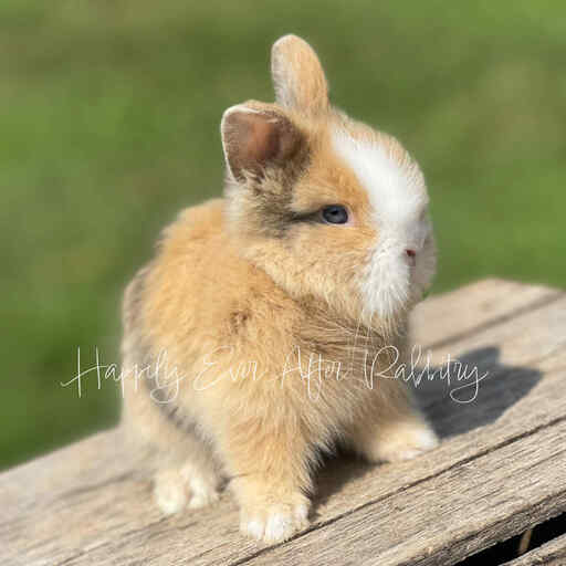 Snuggle into joy - Bunny for sale, waiting to fill your heart!