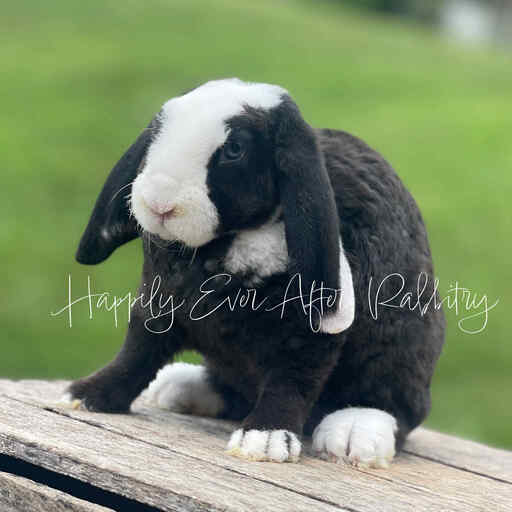 Mini Plush Lops For sale