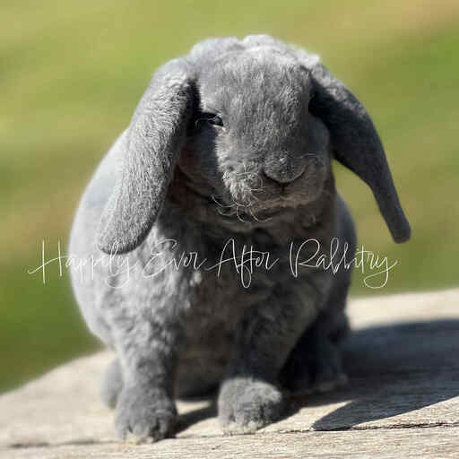 Cuddle-ready Mini Plush Lop Bunny Seeking a Loving Family