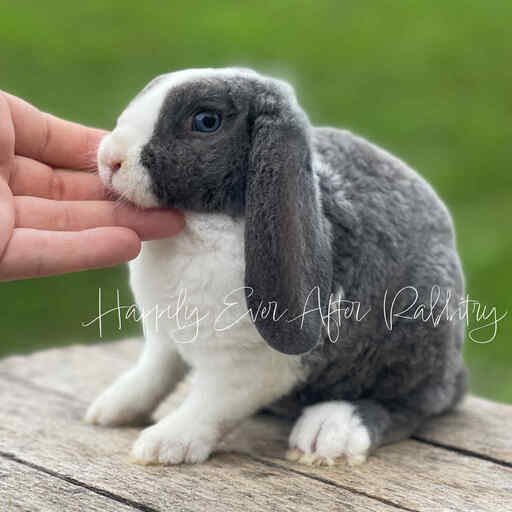 Nearby fluff alert! Rabbits for sale near me - Find your new adorable companions!