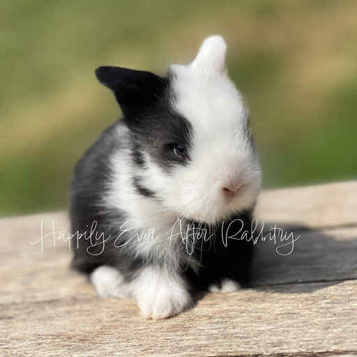 Captivating Lionhead Bunnies for sale