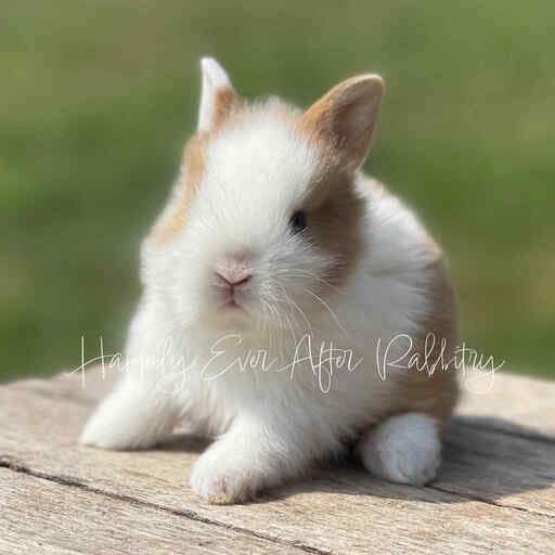 Adopt Your New Bunny Companion - Lionhead rabbits for sale near me