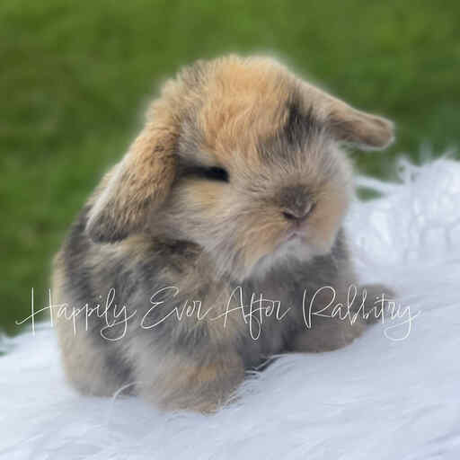 cute holland lop for sale