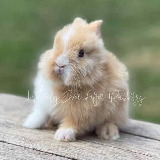bunny farm near me