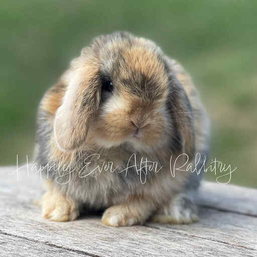 Local Mini Lop Bunnies for Sale Near You