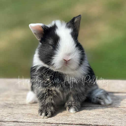 Cherubic bunny in need of a loving family