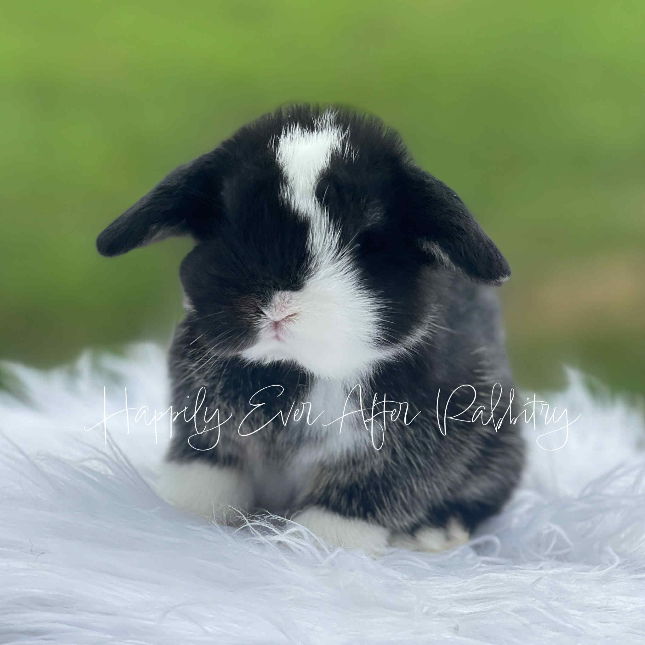 Sweet Holland Lop Bunny Looking for a Forever Home