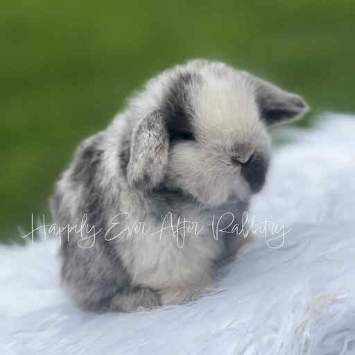 Hoppy homes wanted - Find your perfect rabbit companion in our for sale listings!