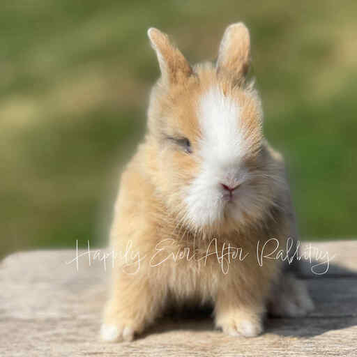 Discover Available Lionhead Bunnies For Sale in PA, NJ, and NYC