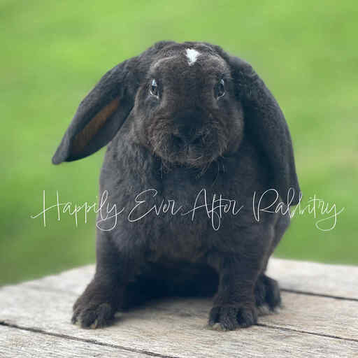 Discover Available Mini Plush Lop Bunnies in NJ, PA, and NY