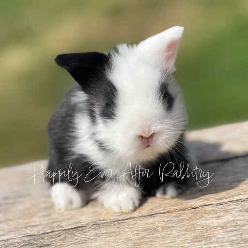 Captivating Lionhead Bunnies for sale