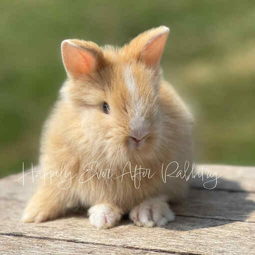 Discover Available Lionhead Bunnies For Sale in PA, NJ, and NYC