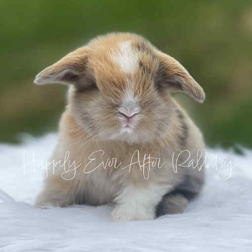 Local rabbits available for adoption