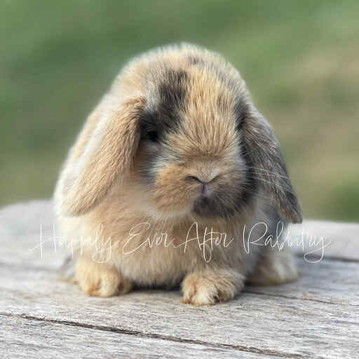 Discover Nearby Cuteness – Rabbits for Sale Near Me – Your New Companion Awaits!