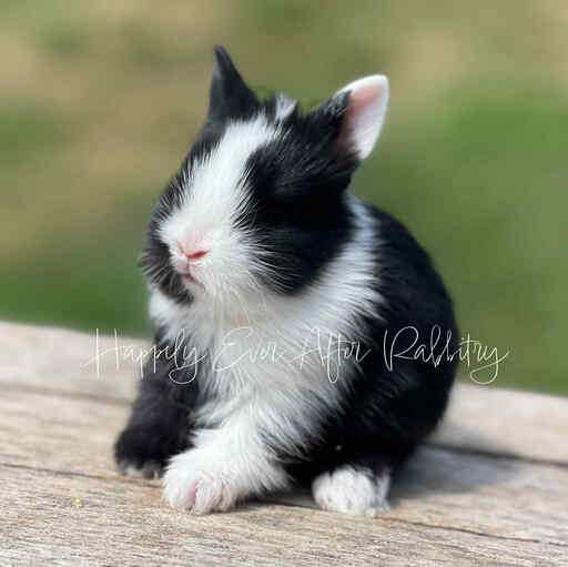 Snuggle up with joy - Bunny for sale, your delightful addition!