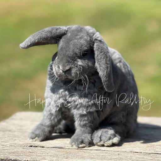 Beautiful Blue Mini Plush Lop for sale