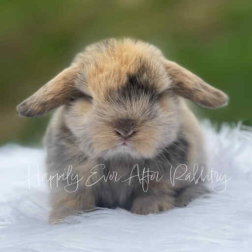 cute holland lop for sale
