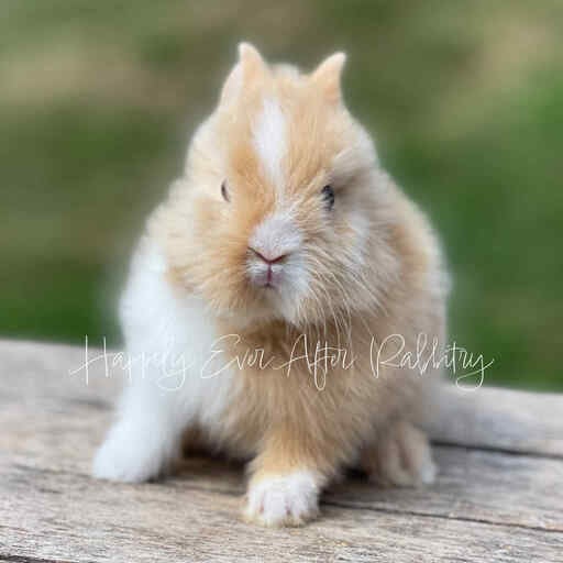 bunny farm near me