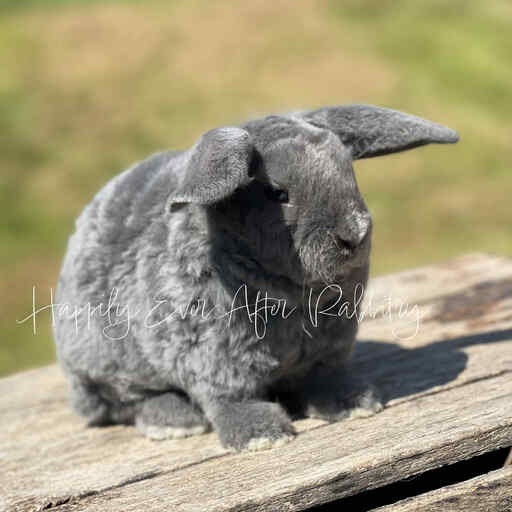 Your next furry friend awaits - Dive into our diverse rabbits for sale!