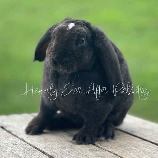Discover Available Mini Plush Lop Bunnies in NJ, PA, and NY