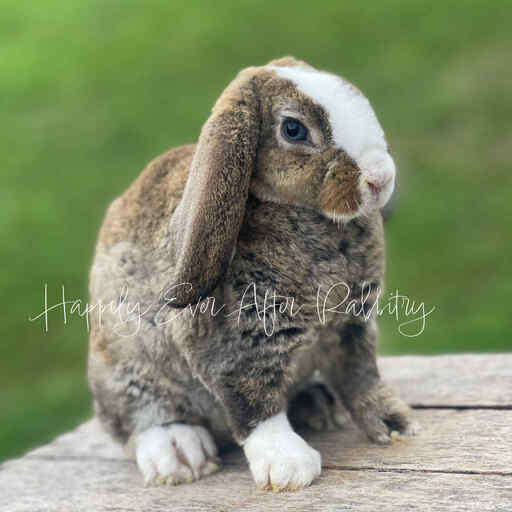 Plush Lop for sale