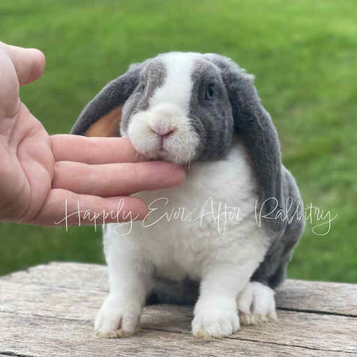 Nearby fluff alert! Rabbits for sale near me - Find your new adorable companions!