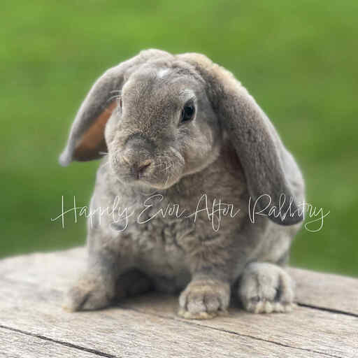 friendly mini plush lop for sale 