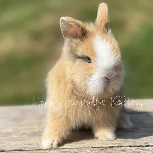 Snuggle into joy - Bunny for sale, waiting to fill your heart!