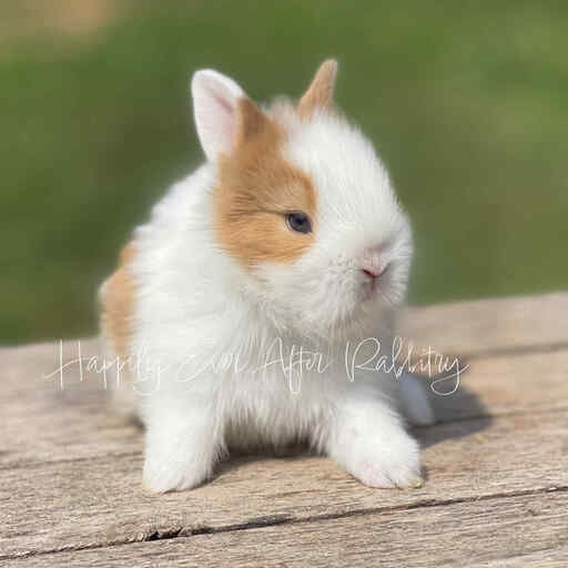 Adopt Your New Bunny Companion - Lionhead rabbits for sale near me