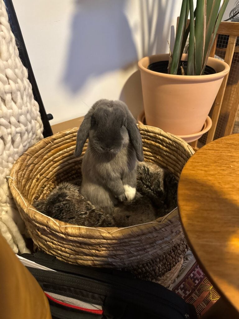 Nearby bunnies for adoption - adopt a local rabbit companion.